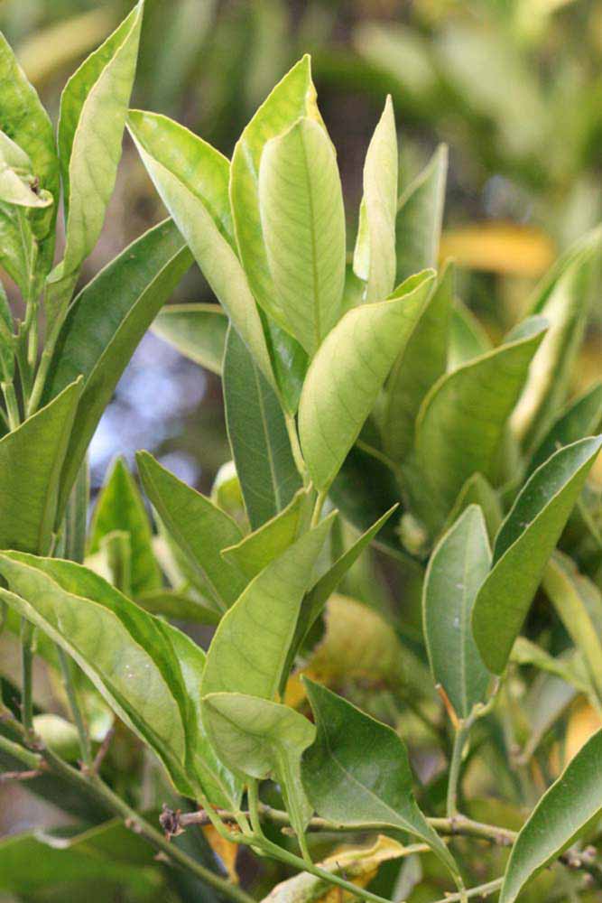            Sun leaves (Riverside, CA)   